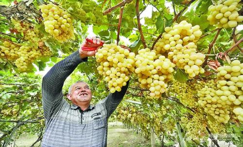 新疆又有27个农产品升级为"国字号"