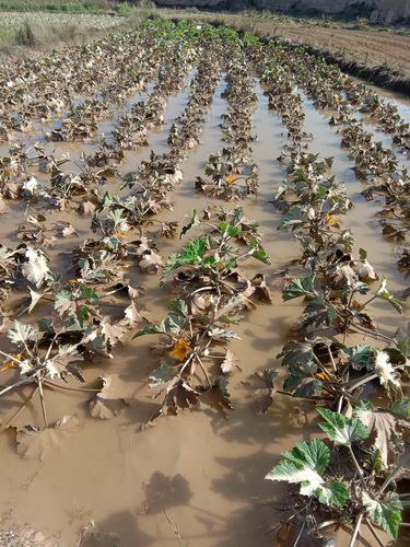 2018年8月8日王家坪突发洪水致使部分农作物受灾