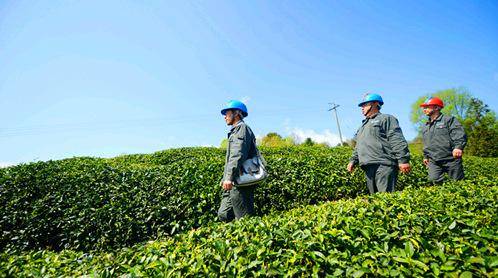 高温热害,农作物 中暑 怎么办 茶园抗旱篇