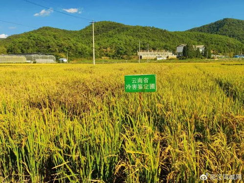 走进丽江市农农业科学研究所,探索农作物多样性与农业科研之路